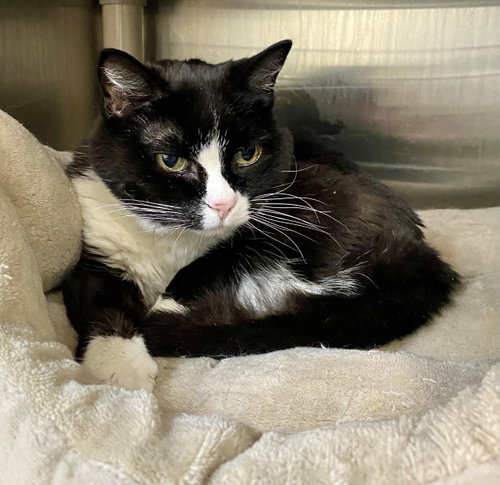 Chococat, an adoptable Domestic Short Hair in Fargo, ND