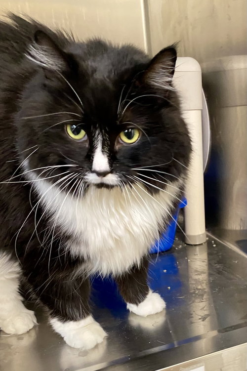Mermaid, an adoptable Domestic Long Hair in Fargo, ND