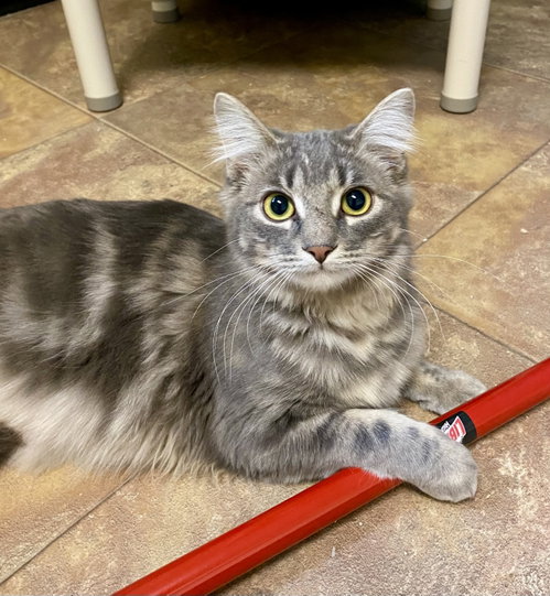 Morel, an adoptable Domestic Long Hair in Fargo, ND