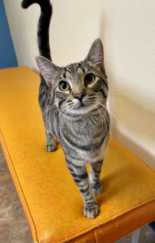 Mr Personality, an adoptable Domestic Short Hair in Fargo, ND