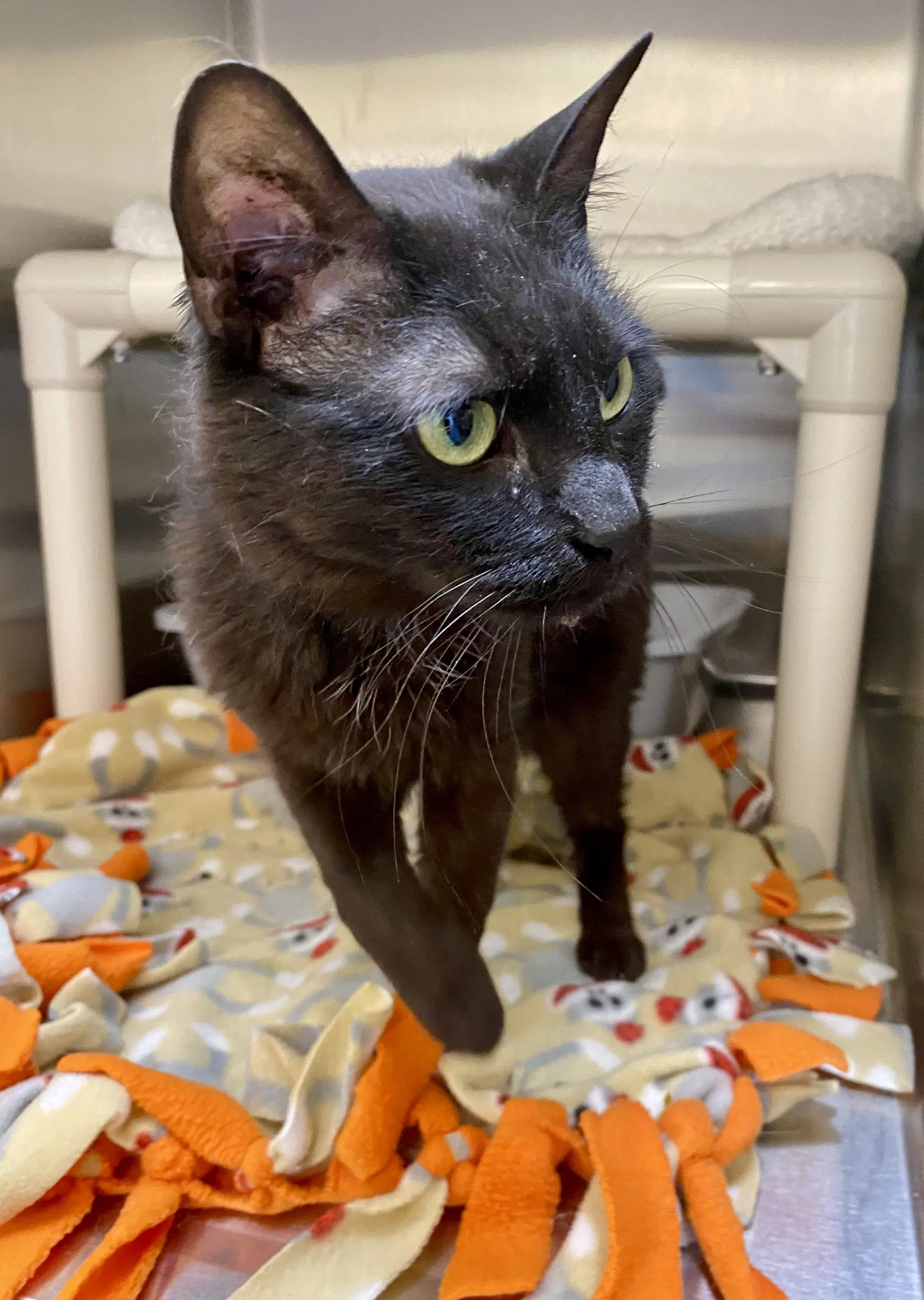 Marigold - Domestic Short Hair