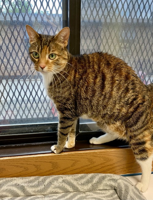Millie, an adoptable Domestic Short Hair in Fargo, ND