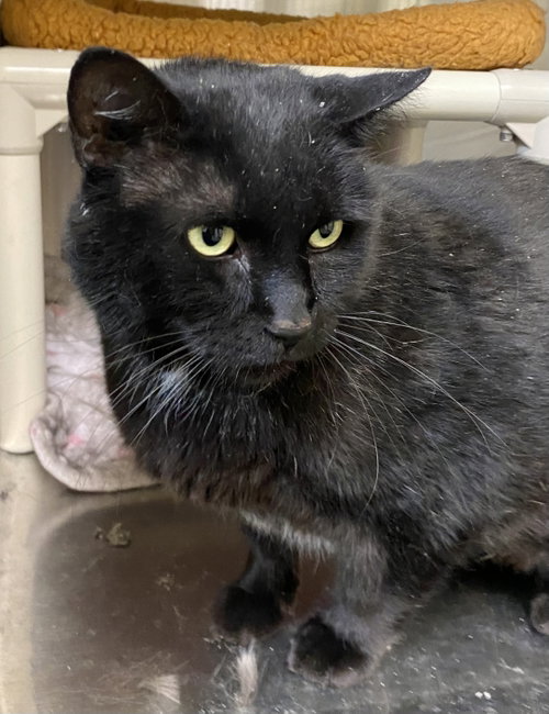 Gary, an adoptable Domestic Short Hair in Fargo, ND