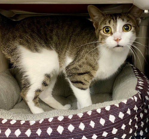 Emmanuelle, an adoptable Domestic Short Hair in Fargo, ND