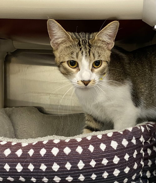 Eugenia, an adoptable Domestic Short Hair in Fargo, ND