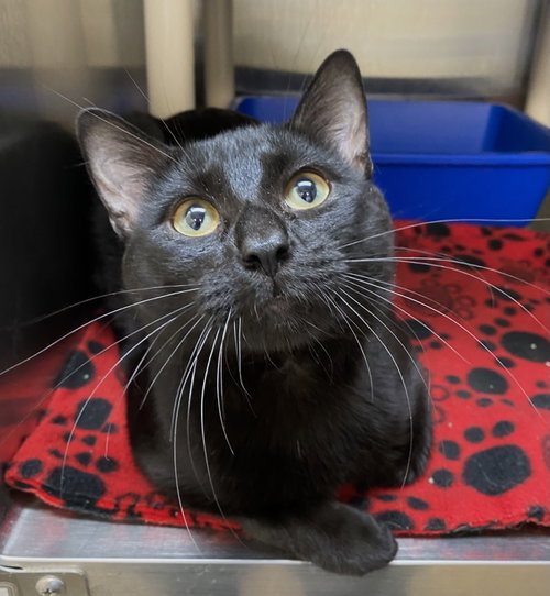 Boysenberry, an adoptable Domestic Short Hair in Fargo, ND
