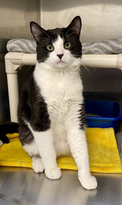 Elderberry, an adoptable Domestic Short Hair in Fargo, ND