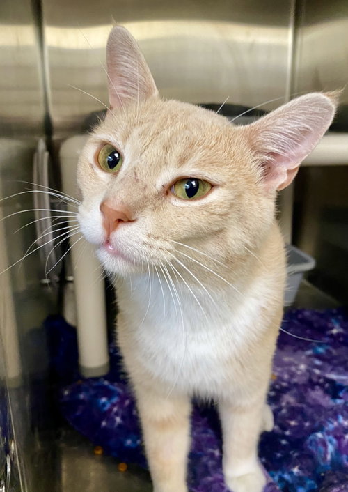 Jim Halpert, an adoptable Domestic Short Hair in Fargo, ND