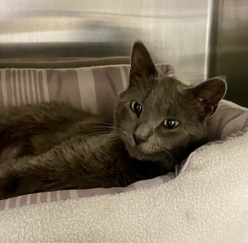 Jan Levinson, an adoptable Domestic Short Hair in Fargo, ND