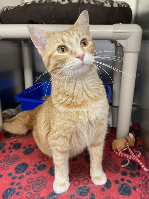 Raspberry, an adoptable Domestic Short Hair in Fargo, ND