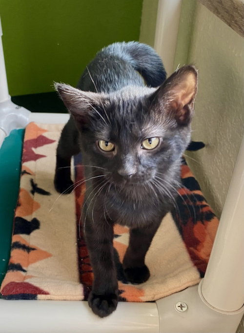 Snap, an adoptable Domestic Short Hair in Fargo, ND