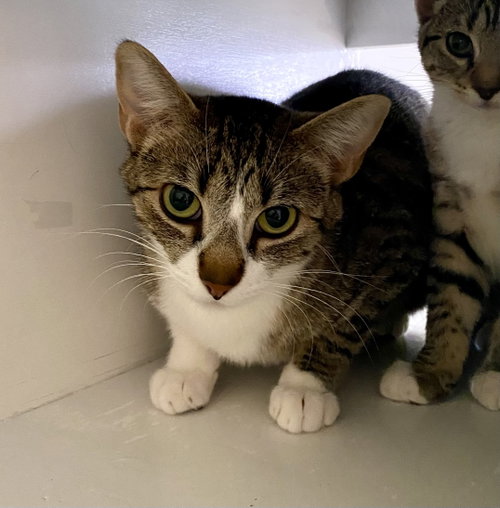 Britney, an adoptable Domestic Short Hair in Fargo, ND