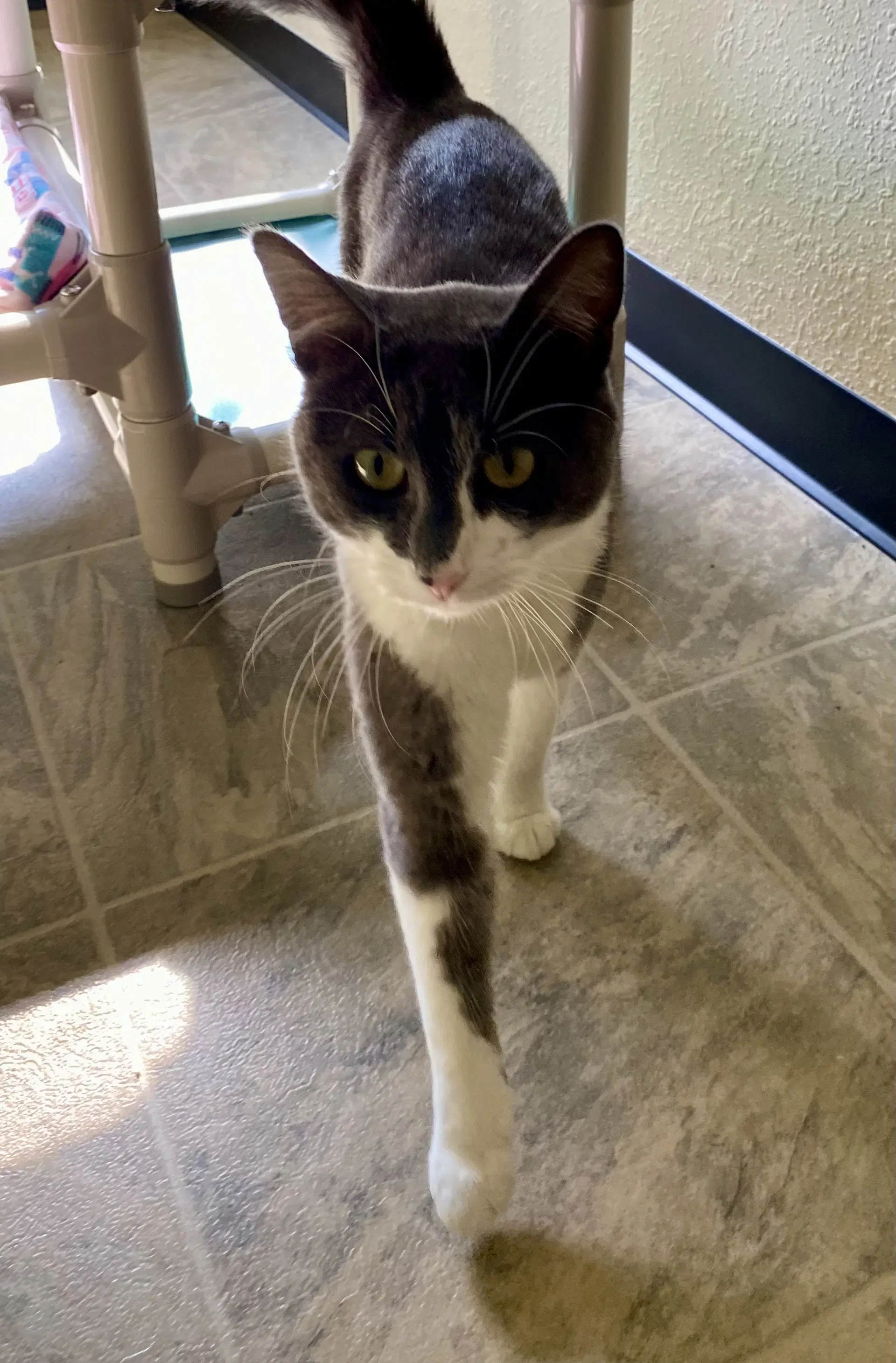Purrseus - Domestic Short Hair