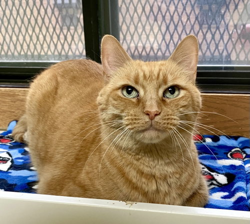 Sandy, a cat for adoption from Cats Cradle Shelter Inc.