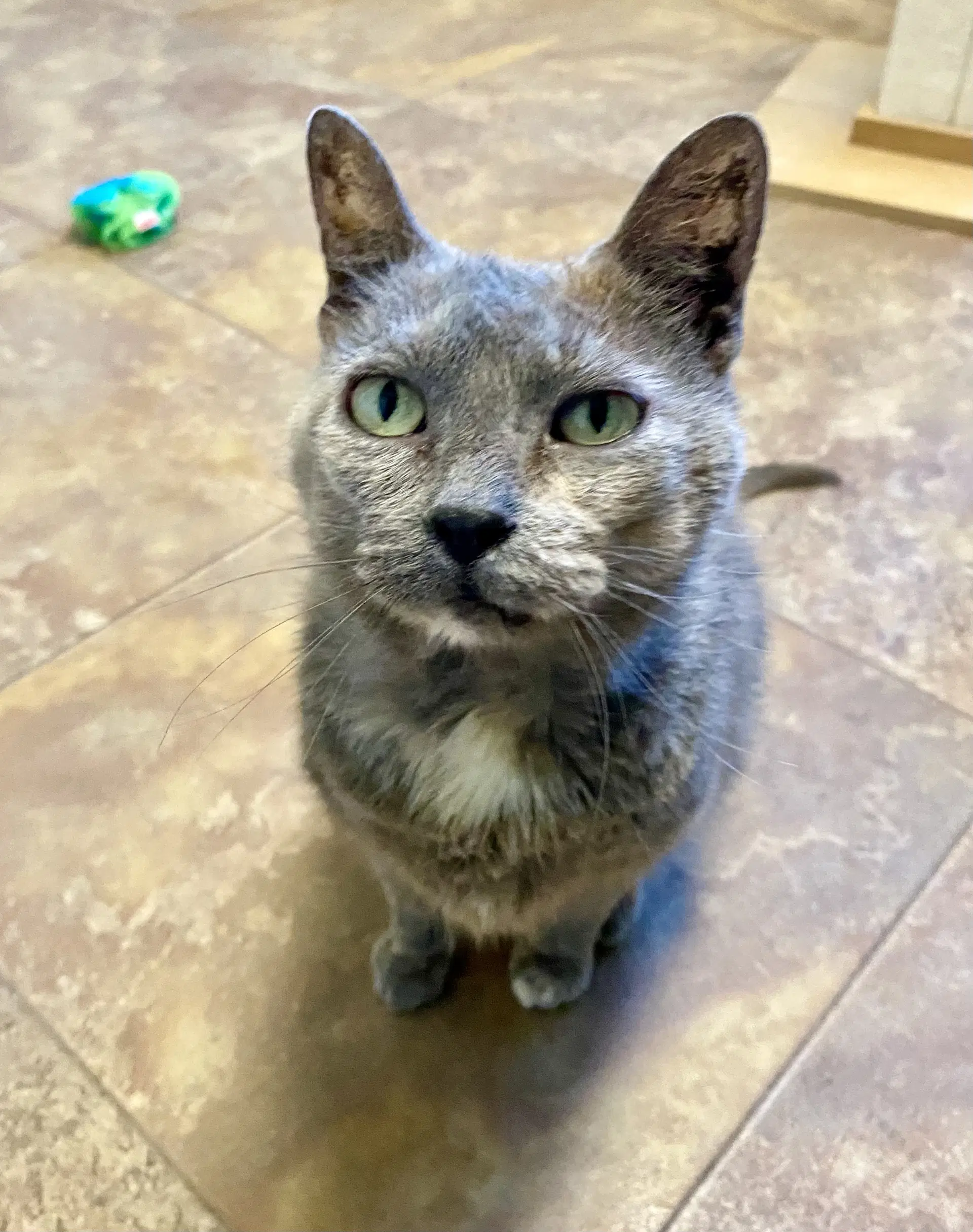 Winnifred - Domestic Short Hair