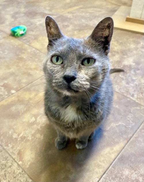 Winnifred, a cat for adoption from Cats Cradle Shelter Inc.