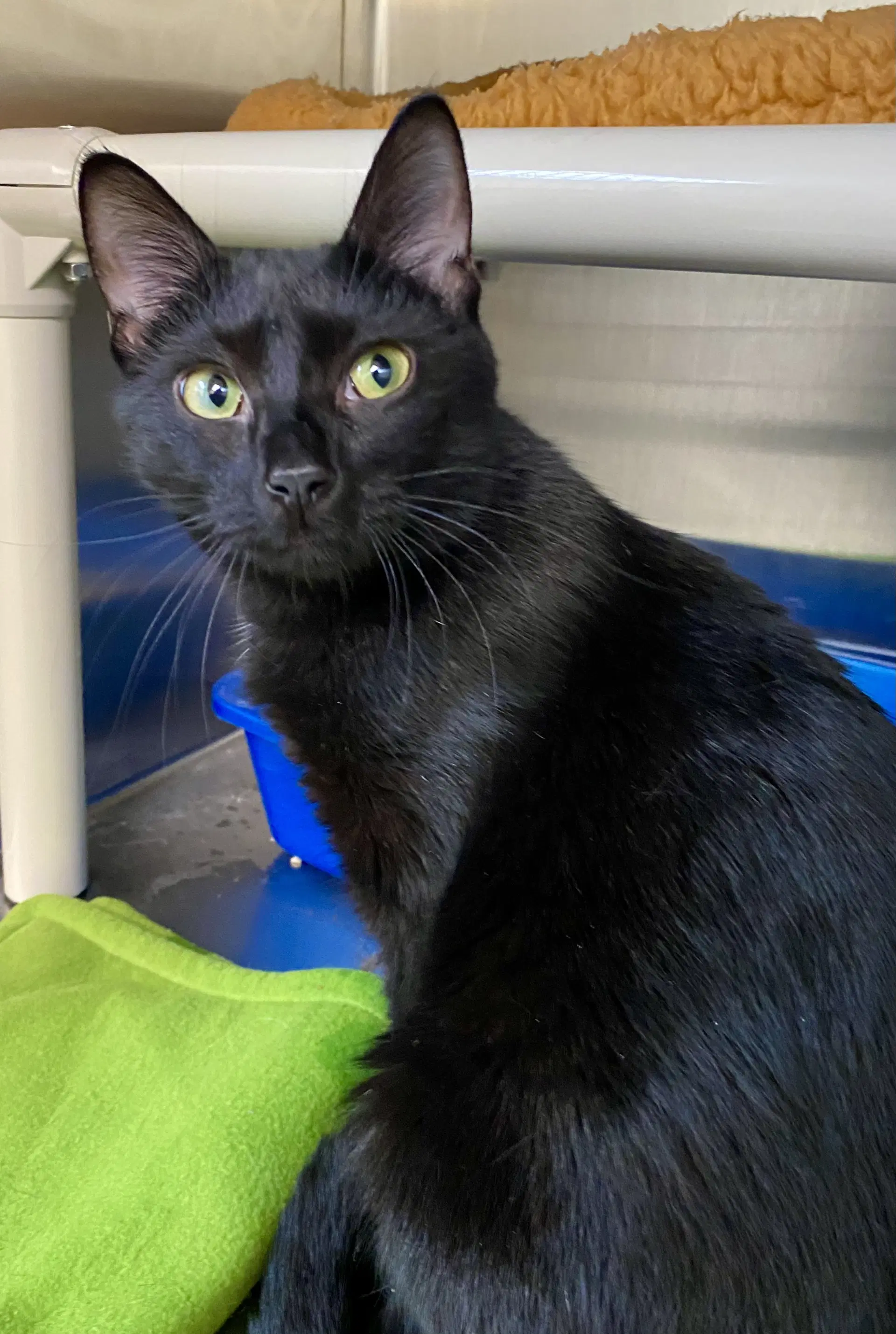 Roku - Domestic Short Hair