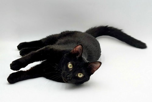 Roku, a cat for adoption from Cats Cradle Shelter Inc.