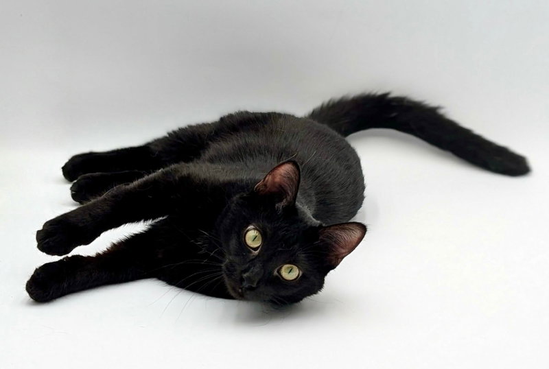 Roku, an adult female cat up for adoption