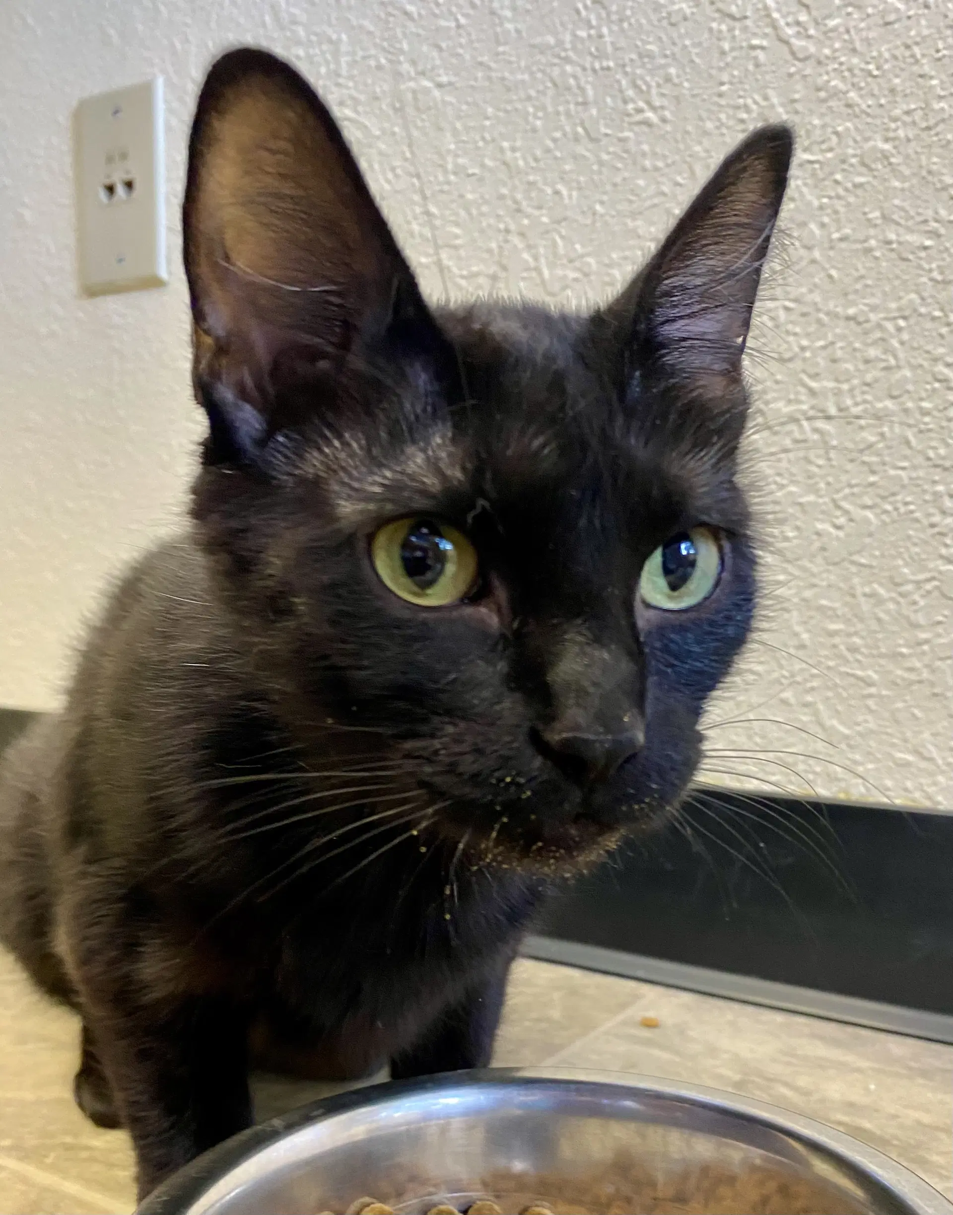 Snapdragon - Domestic Short Hair