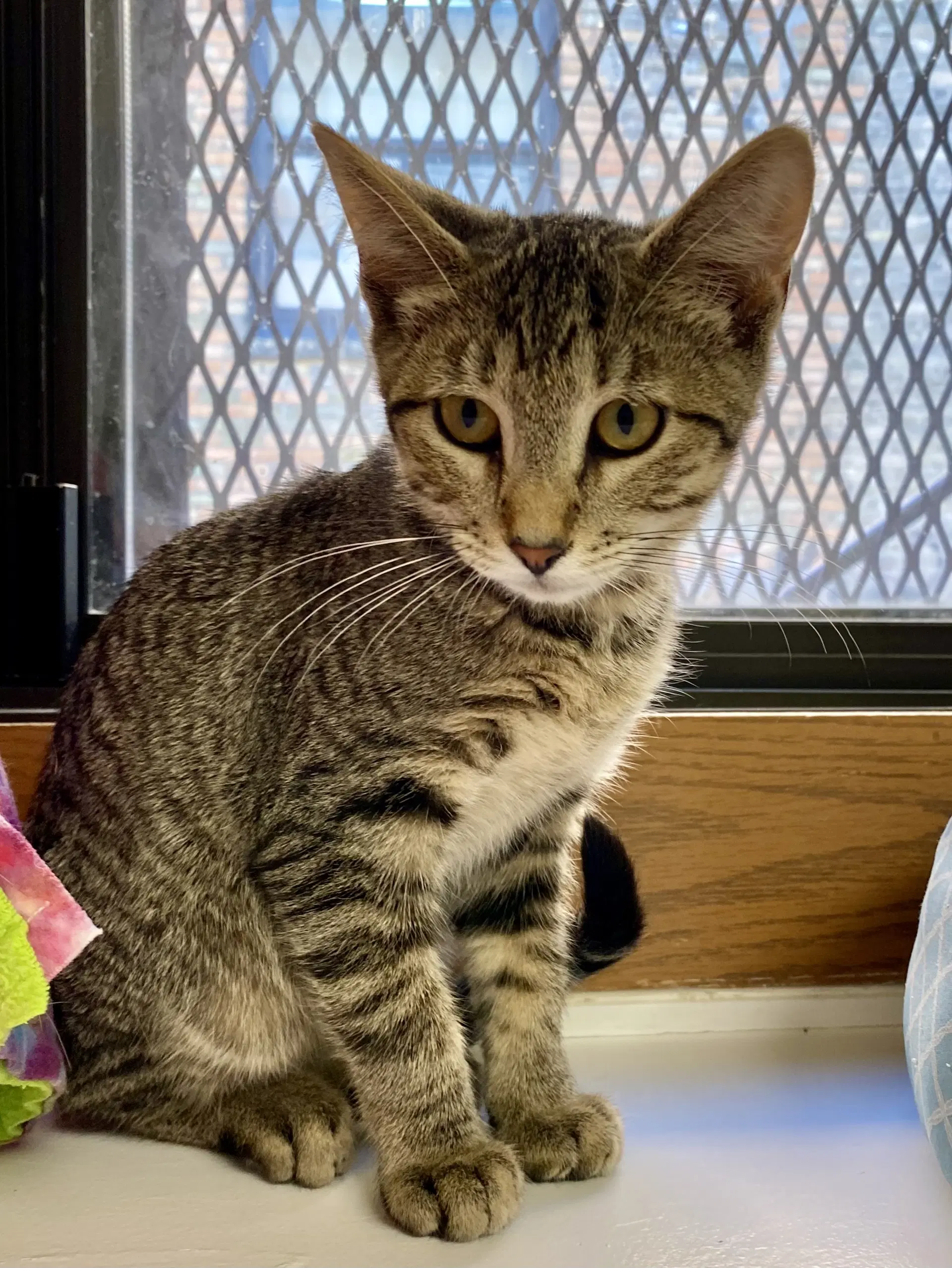 Adam - Domestic Short Hair