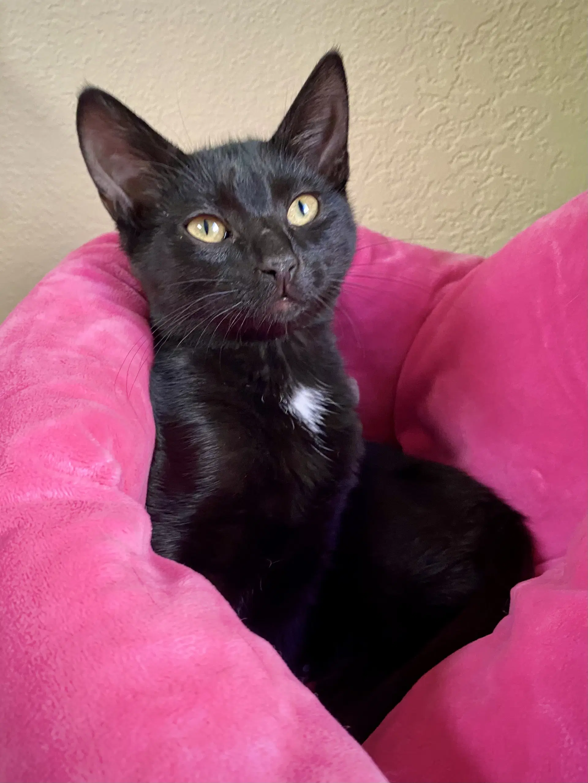 Ct - Domestic Short Hair