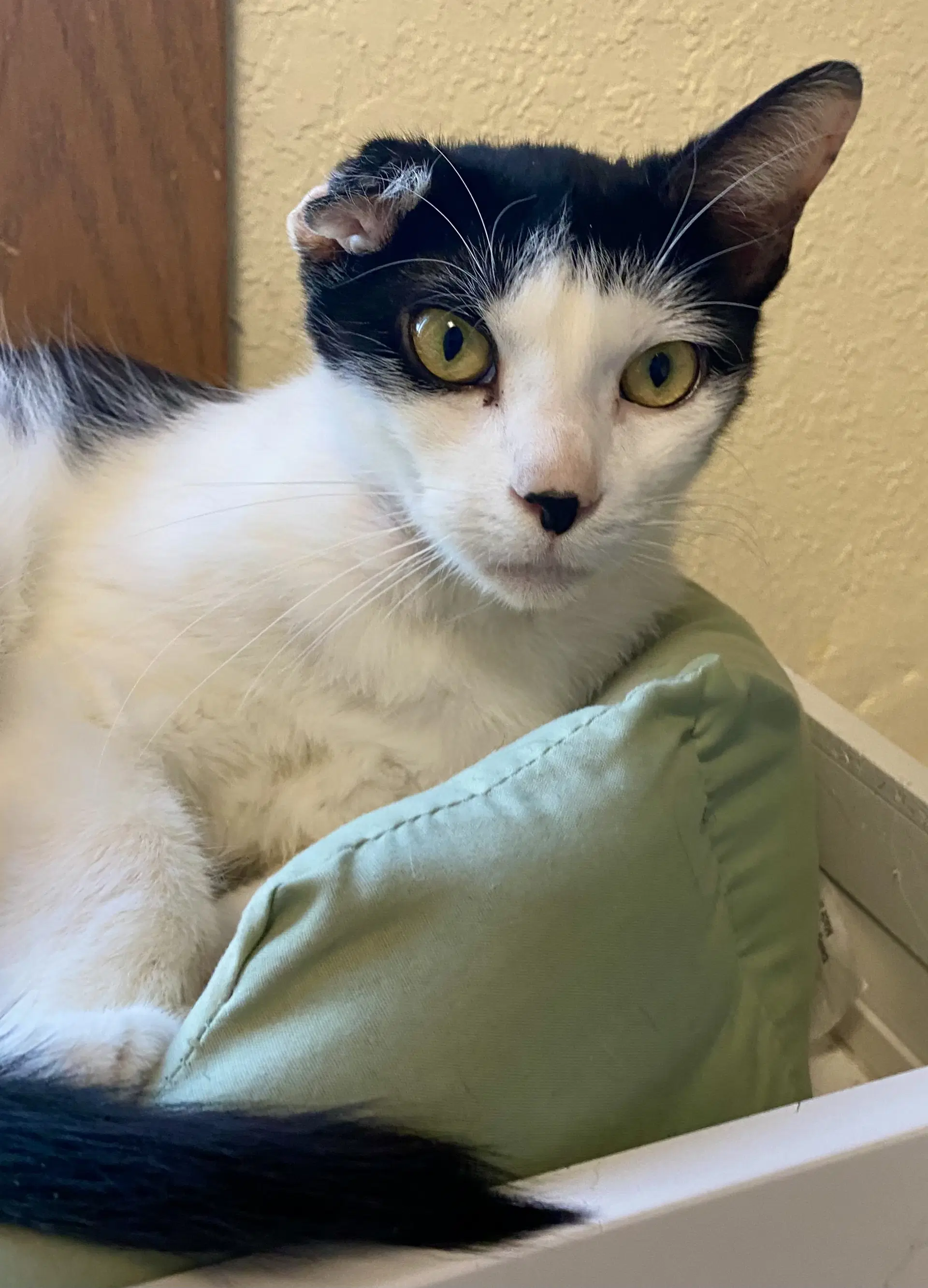 Baby Kitty - Domestic Short Hair