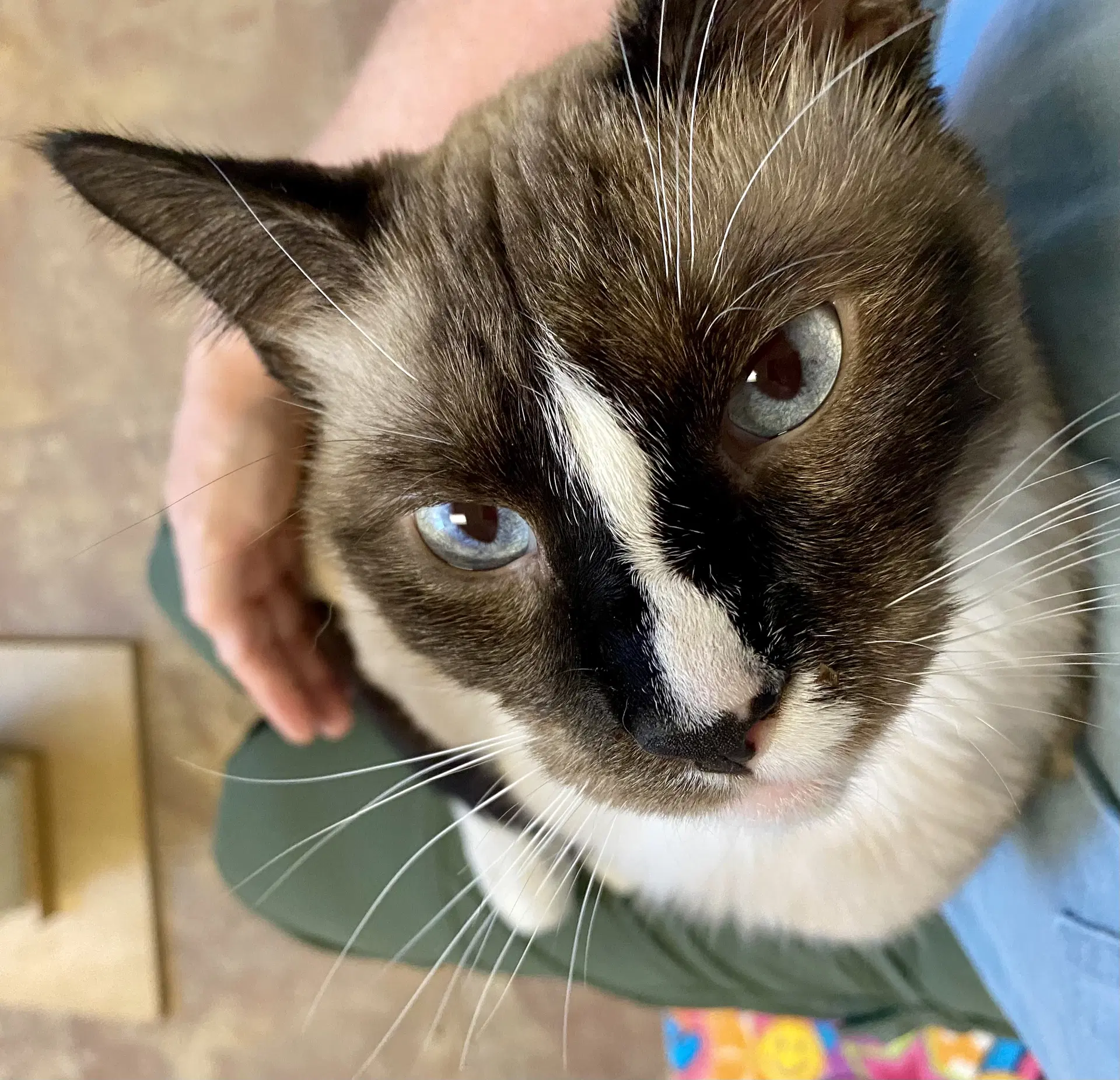 Olaf - Siamese
