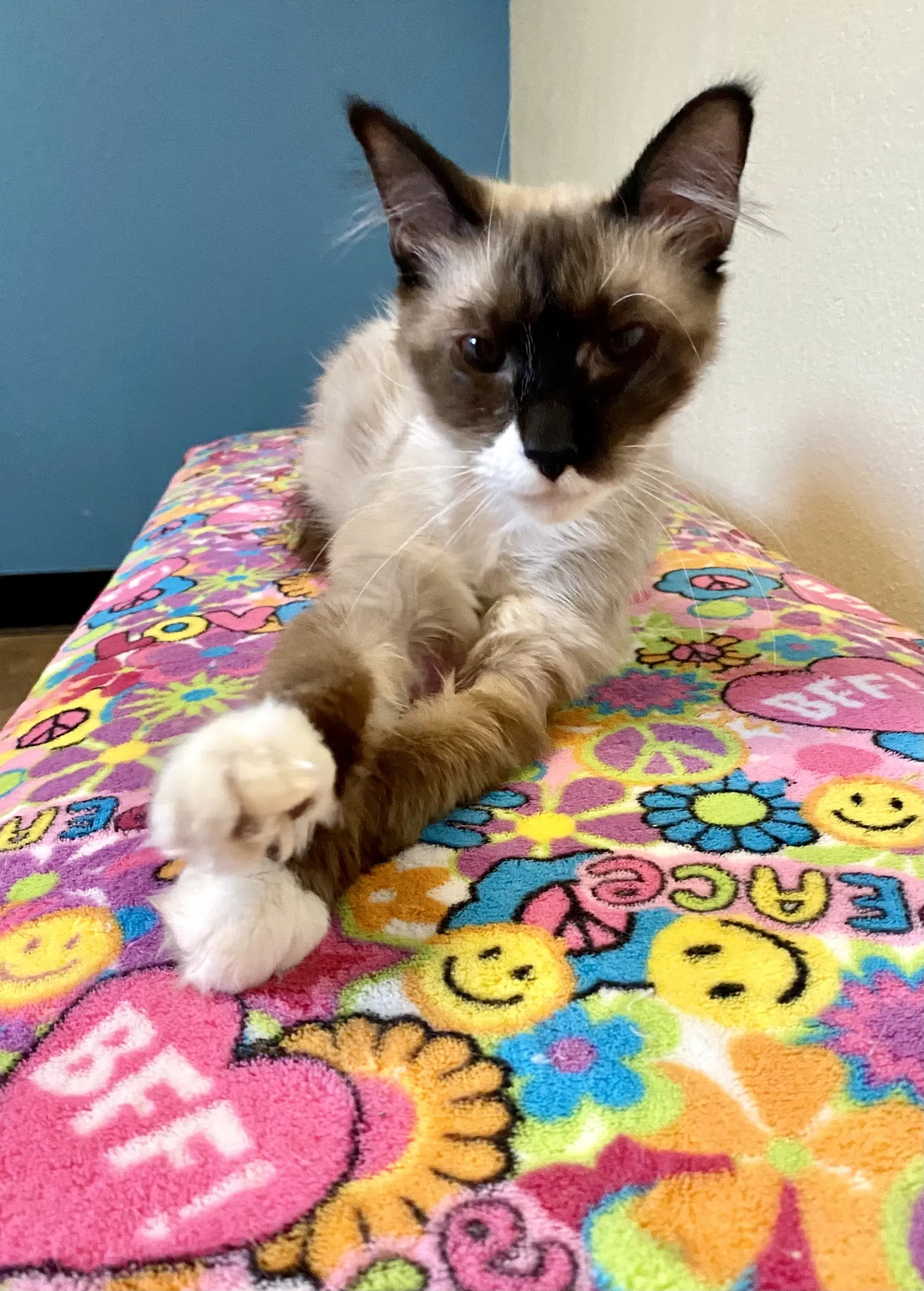Tips - Siamese