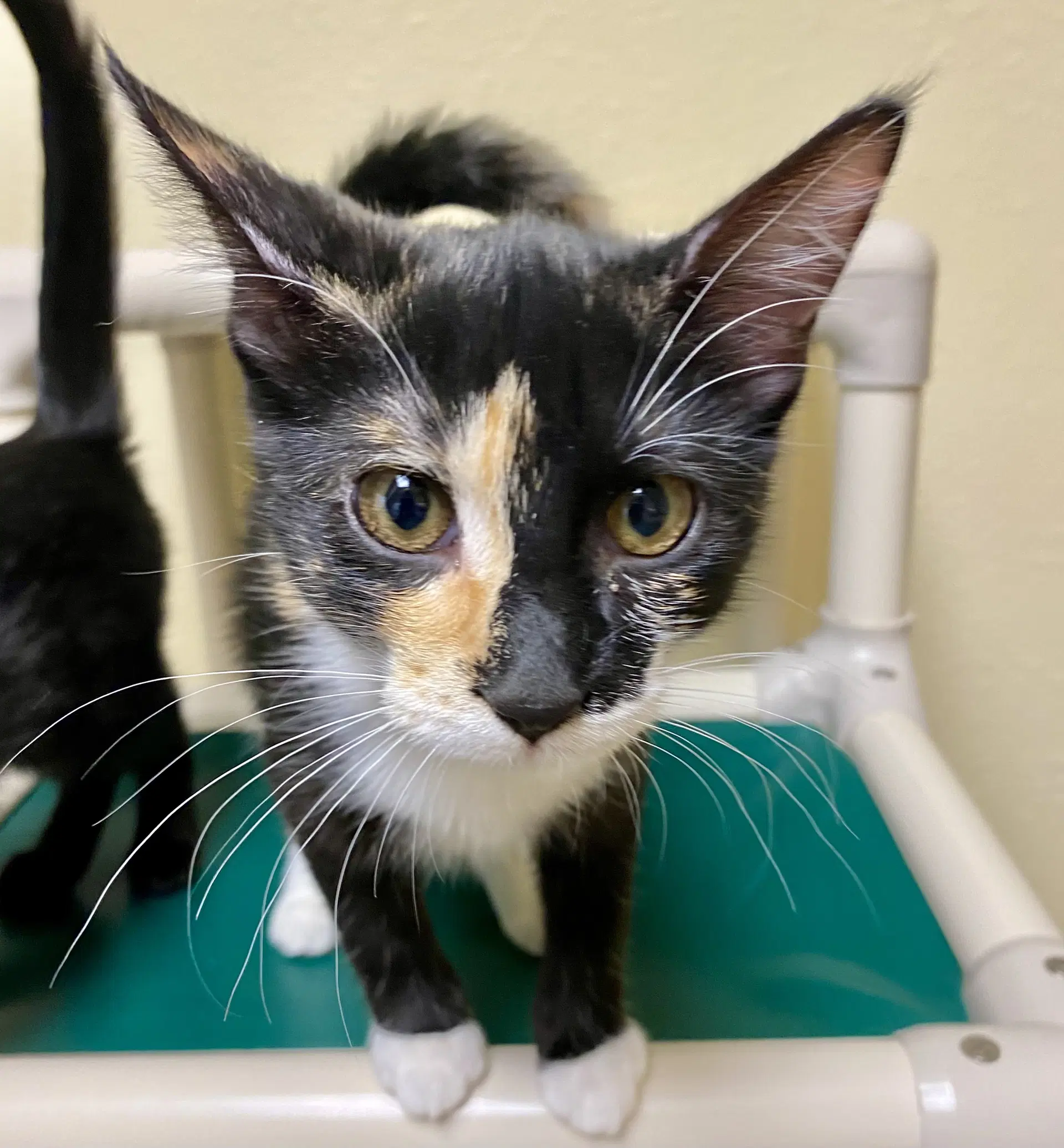 Uranus - Domestic Short Hair
