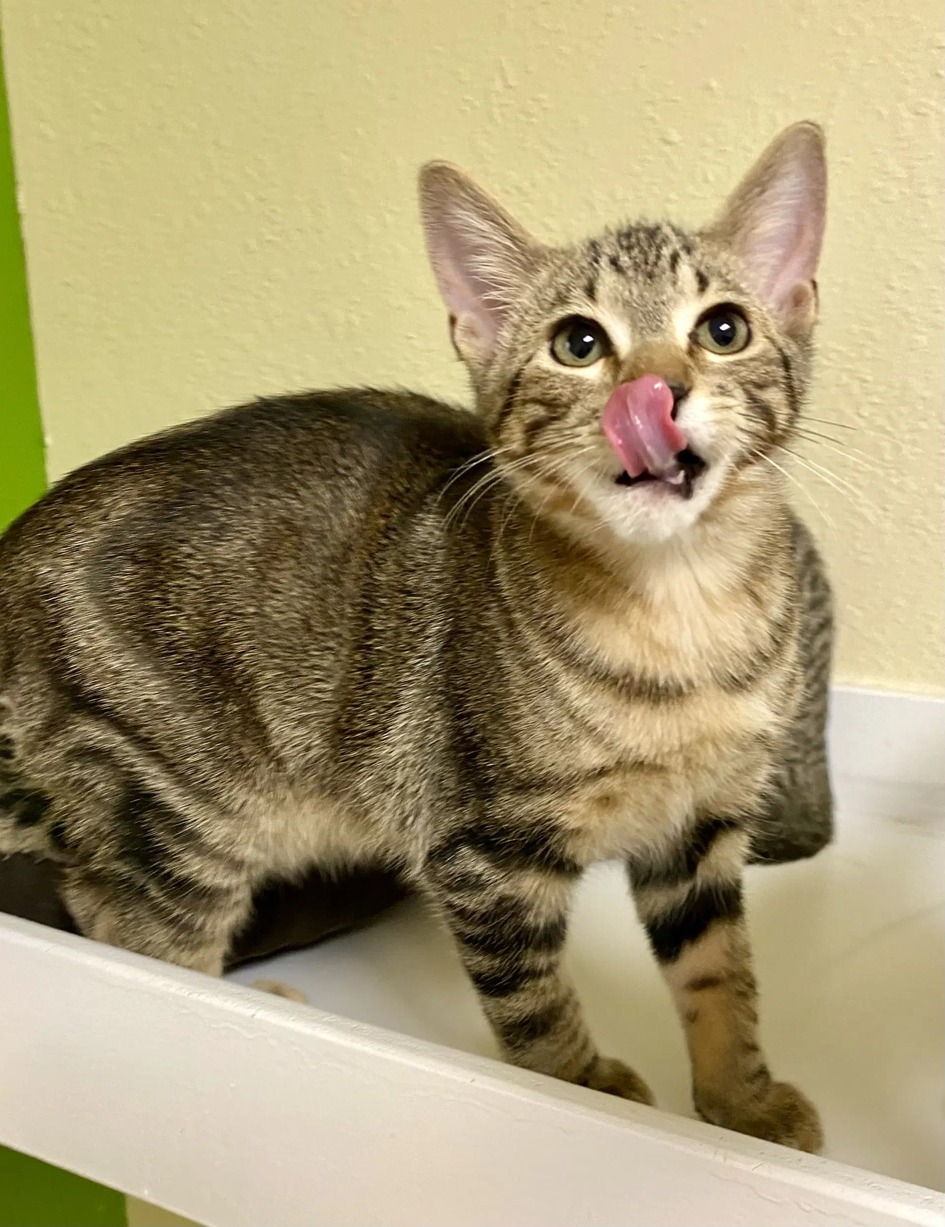 Neptune - Domestic Short Hair