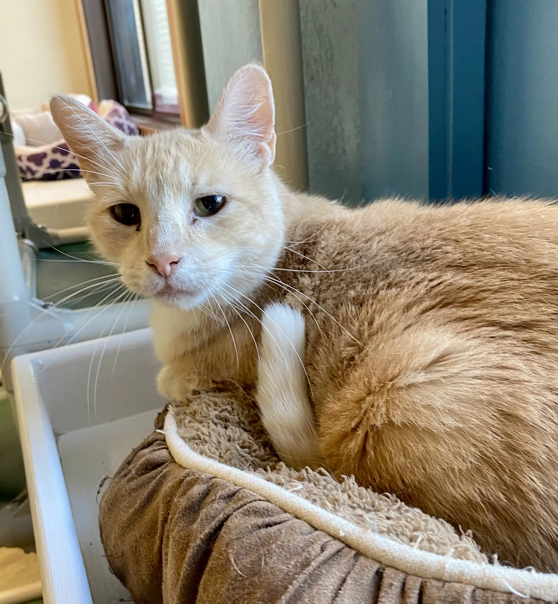 Cobbler - Domestic Short Hair
