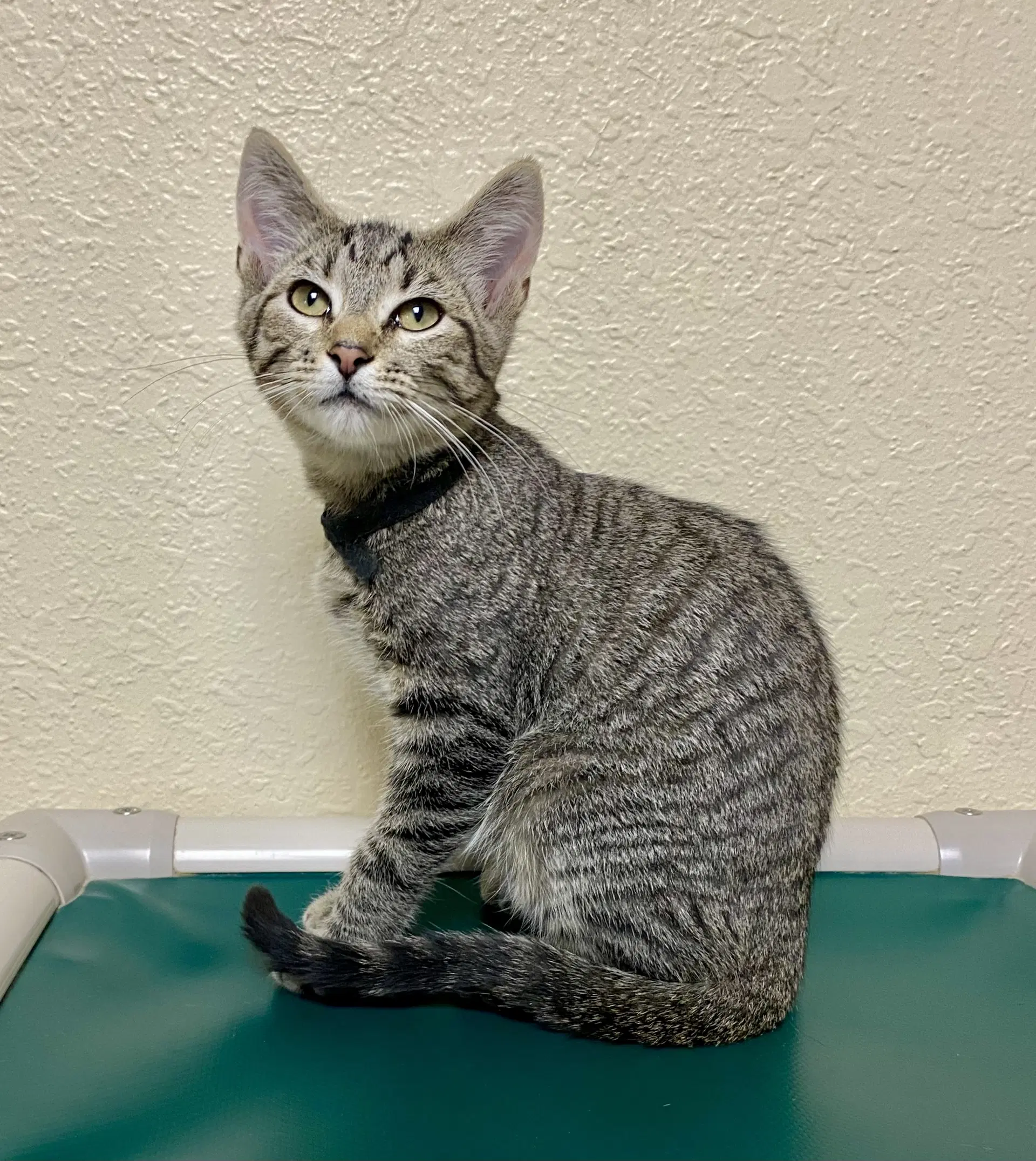 Ace - Domestic Short Hair