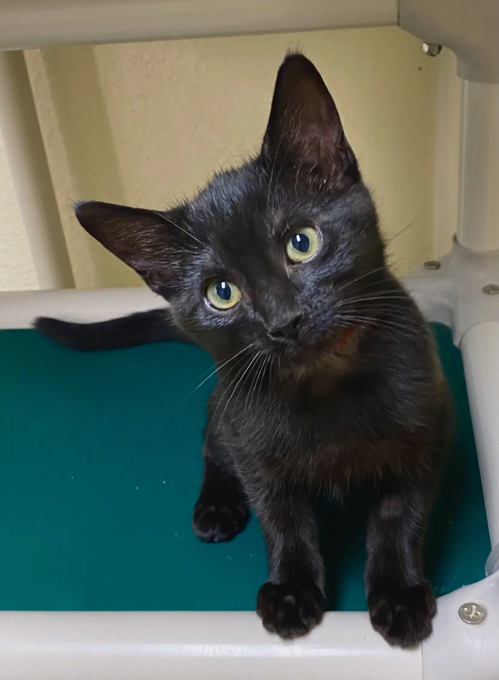 Orange Blossom - Domestic Short Hair