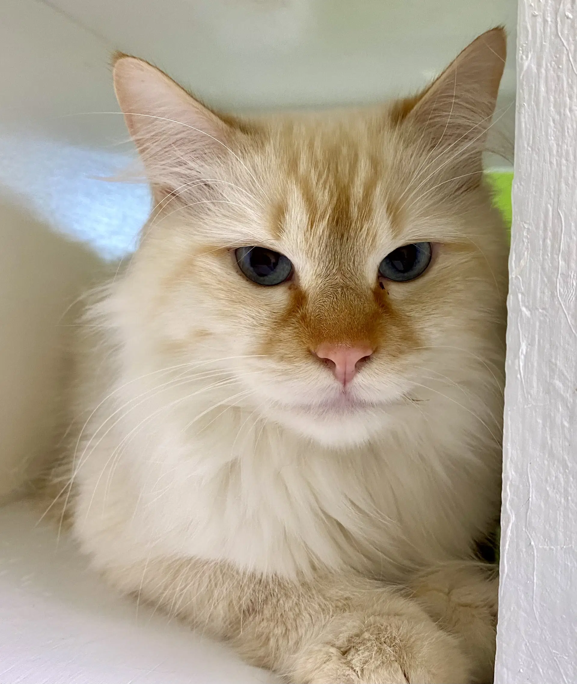 Merengue - Siamese