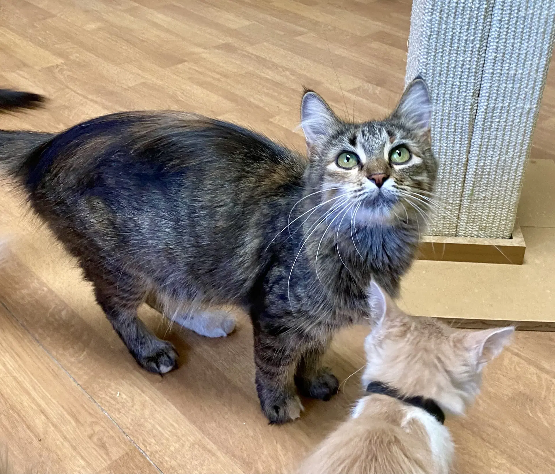 Seraphina - Domestic Long Hair