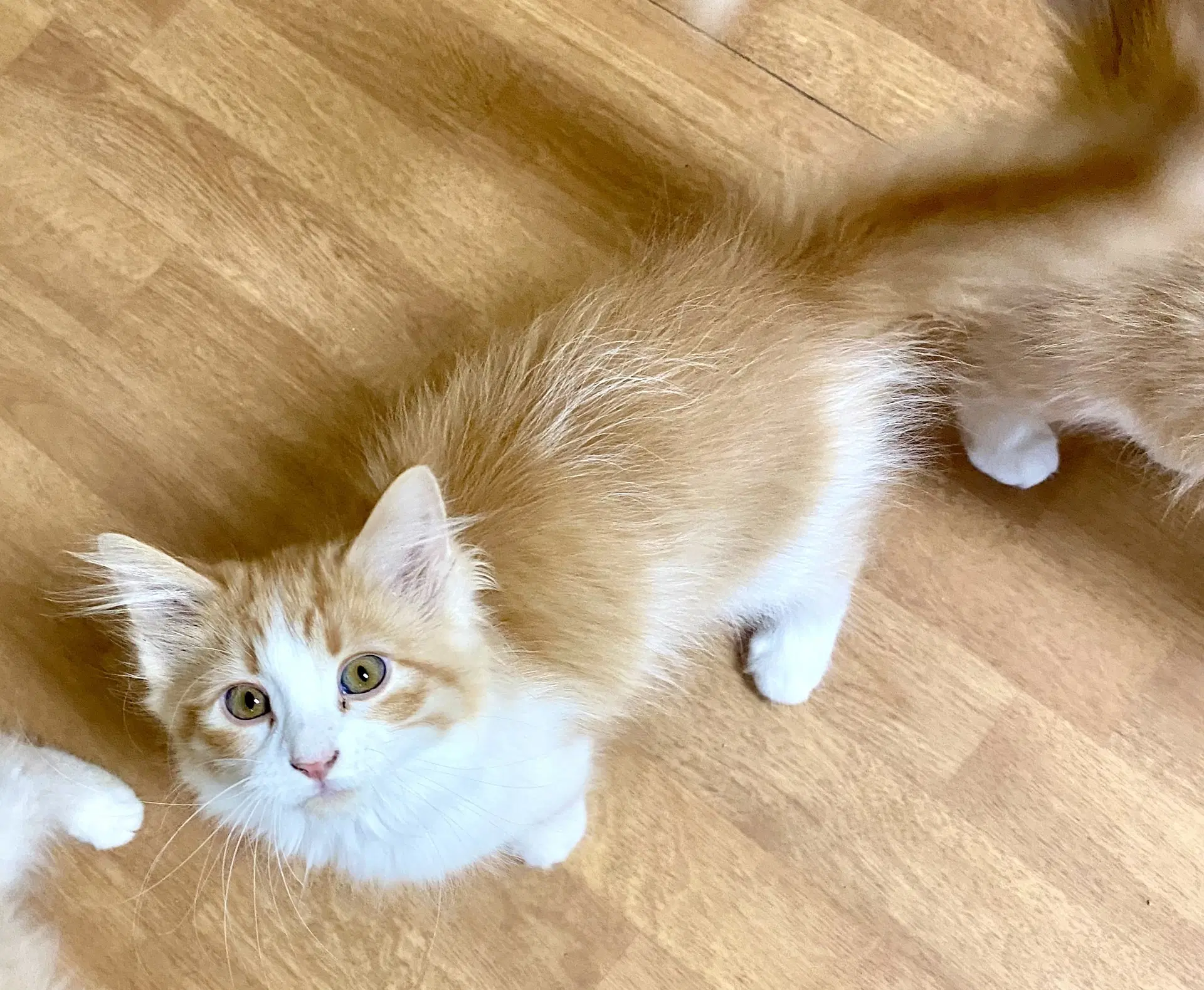 Pancake - Domestic Long Hair