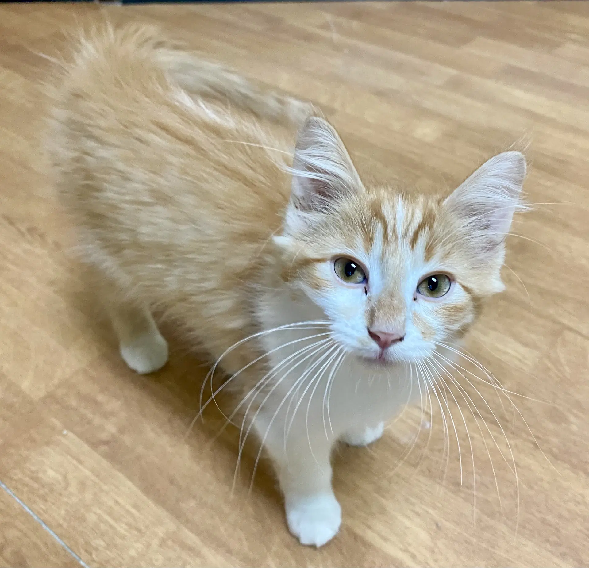 Presto - Domestic Long Hair