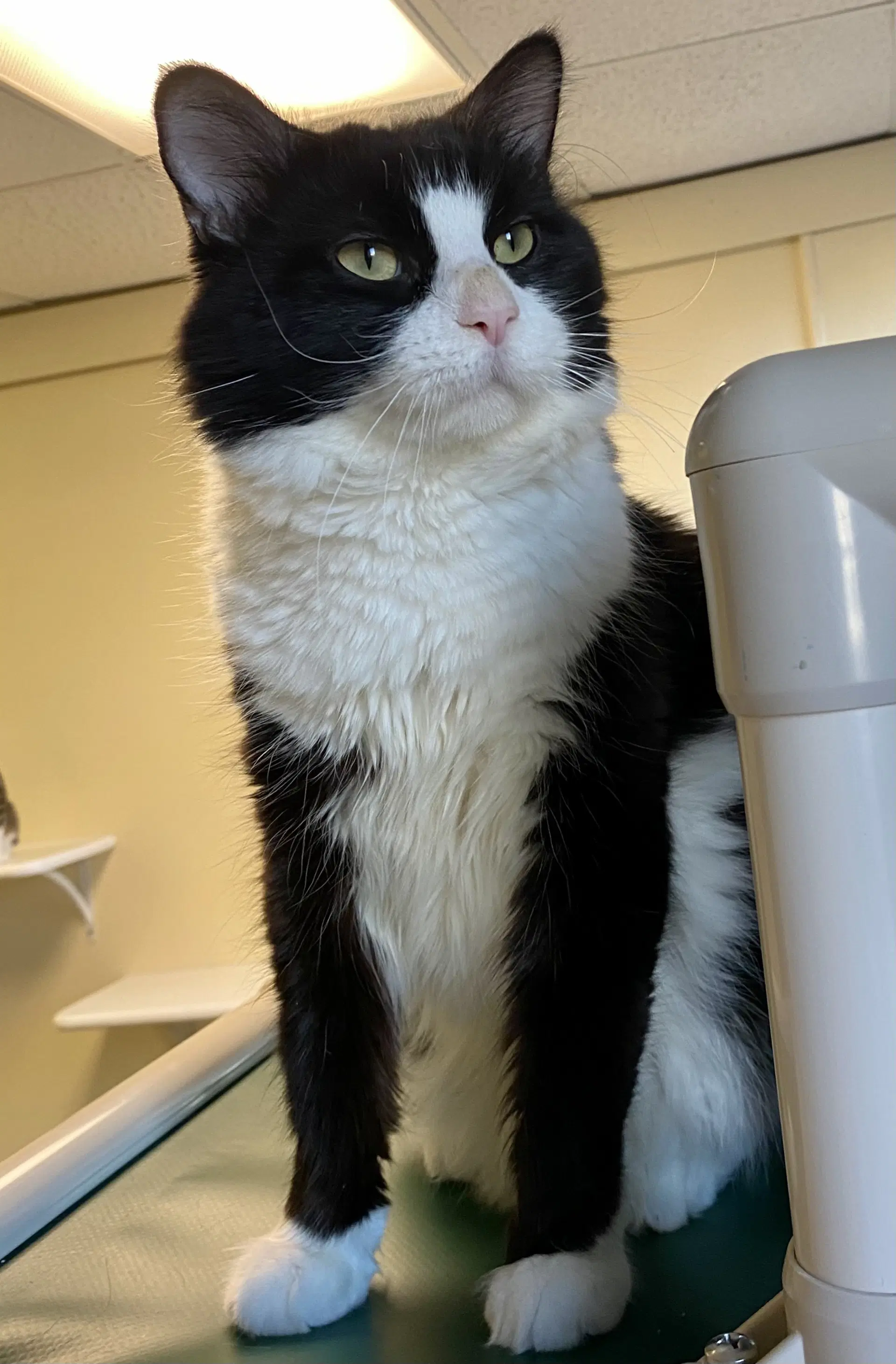 Ticket - Domestic Medium Hair