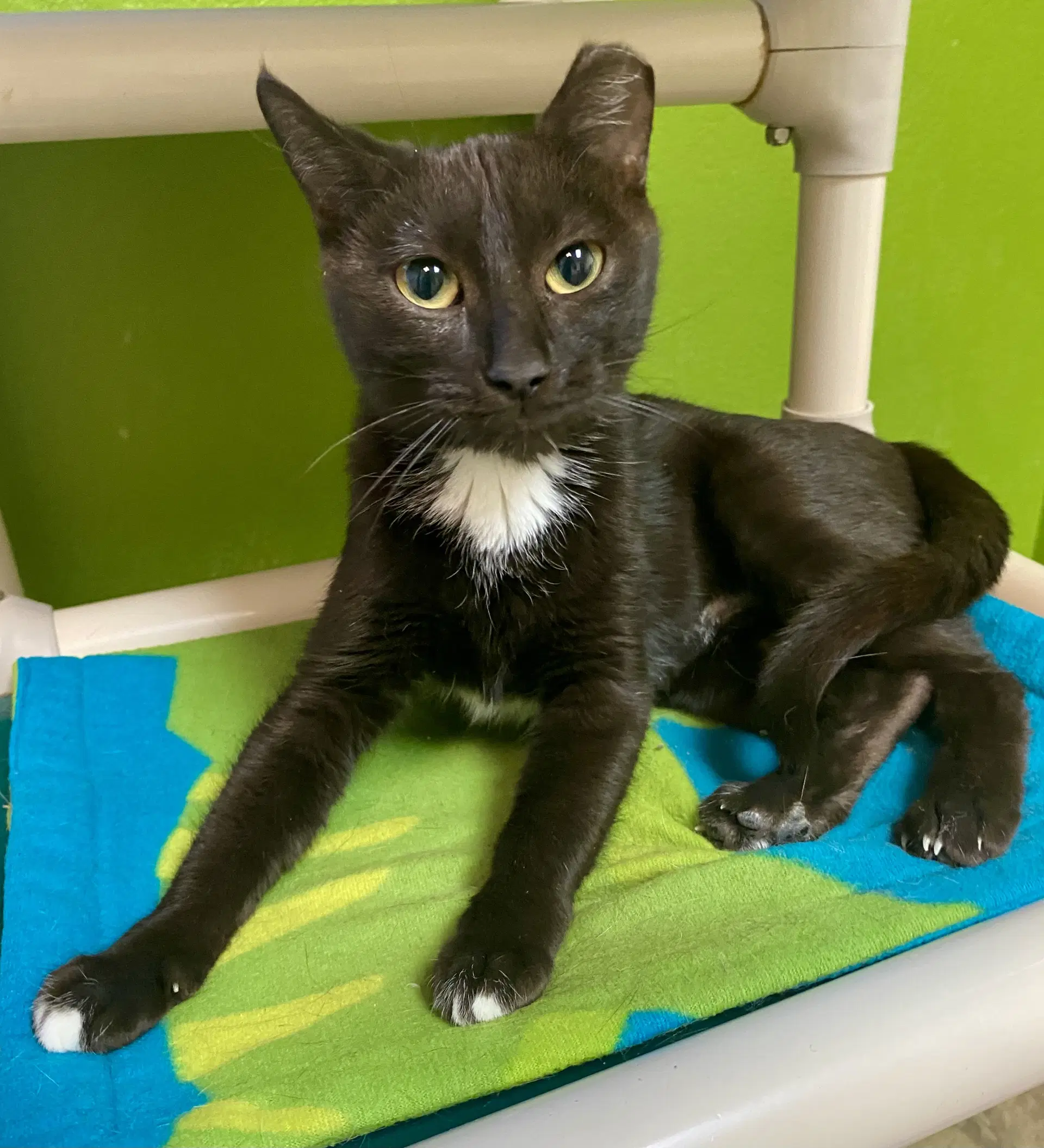 Tuck - Domestic Short Hair