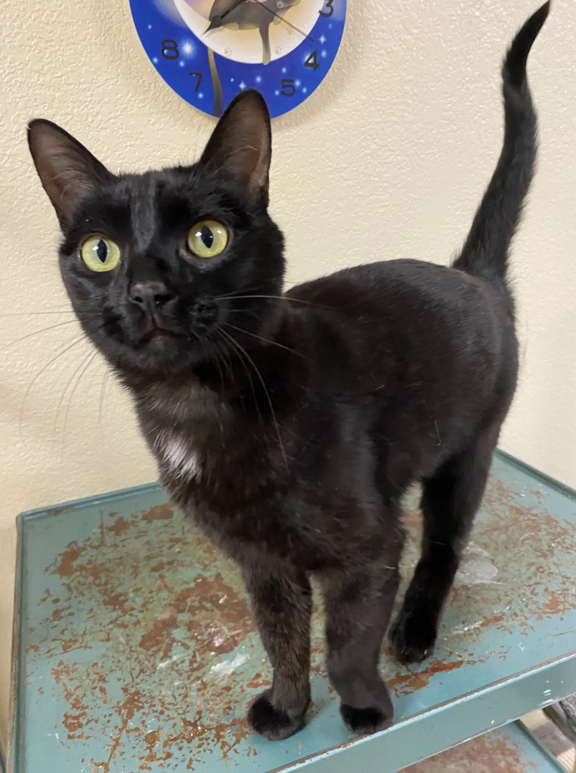 Avalee - Domestic Short Hair