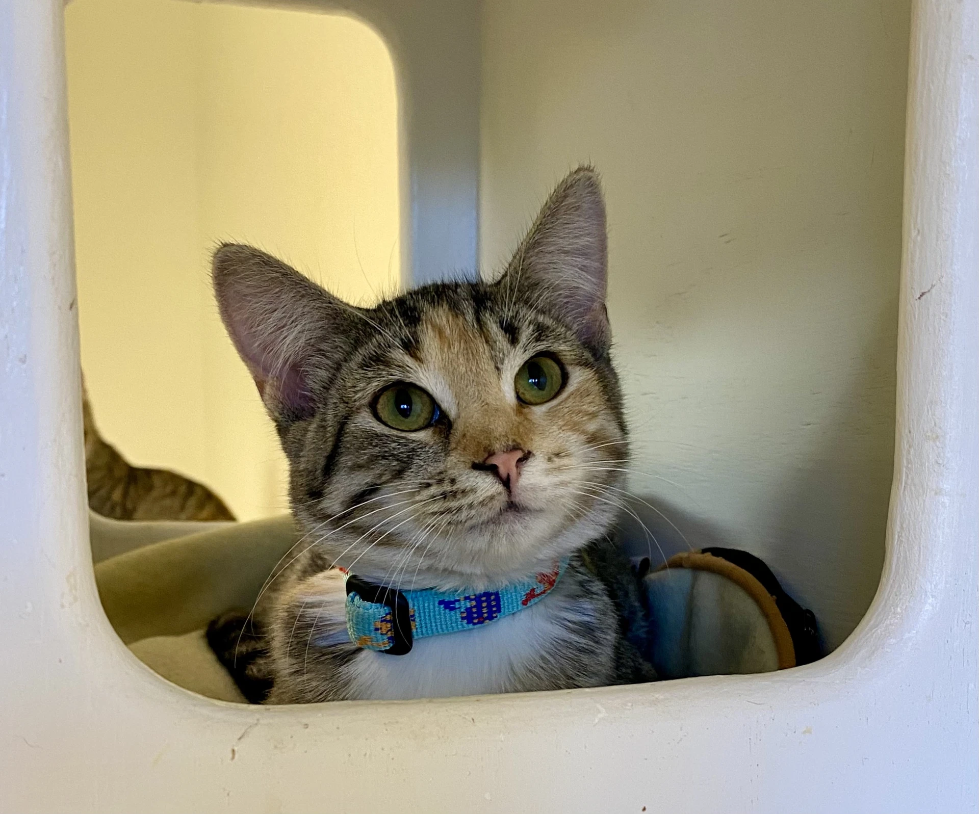 Coral