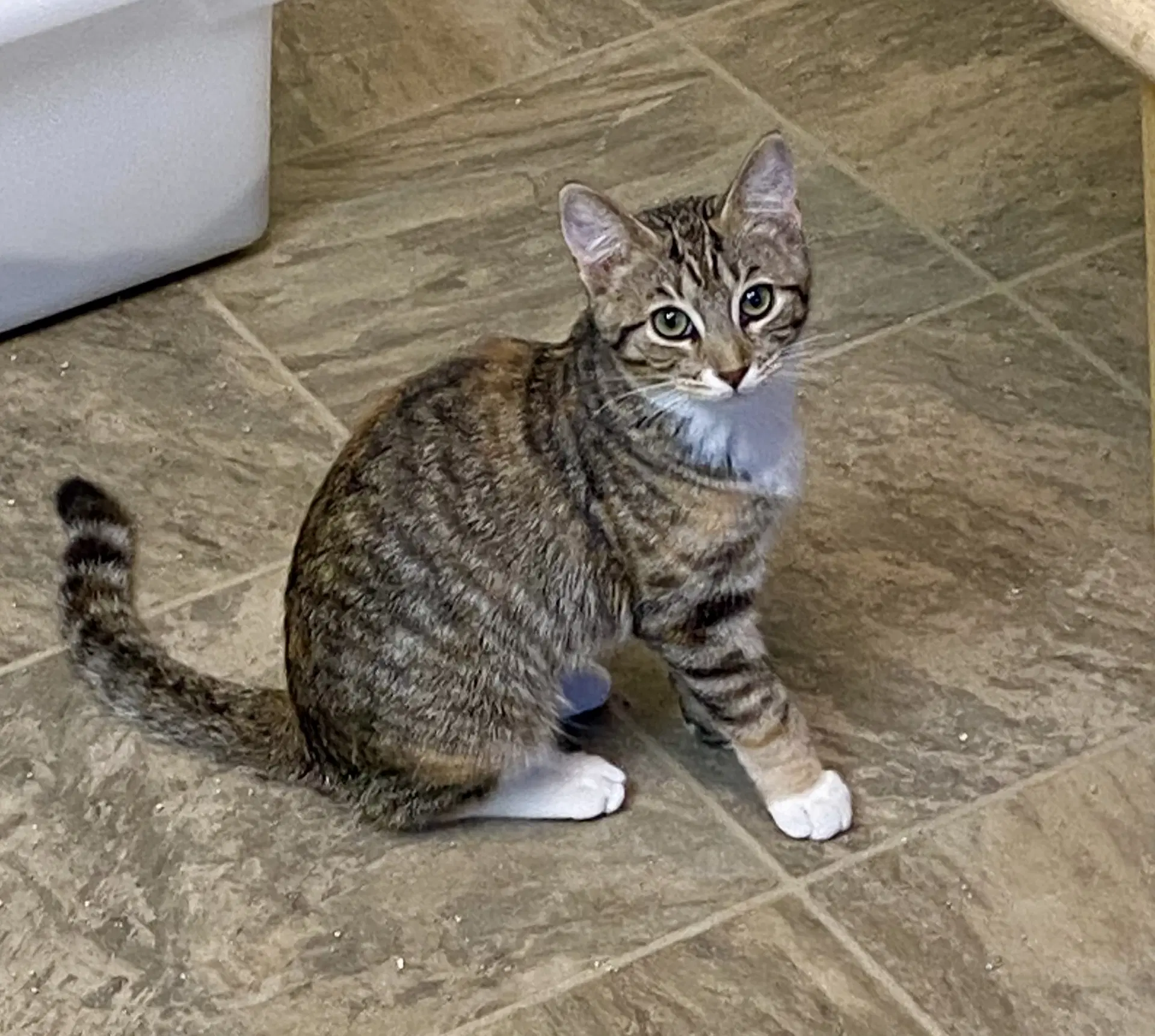 Tina - Domestic Short Hair