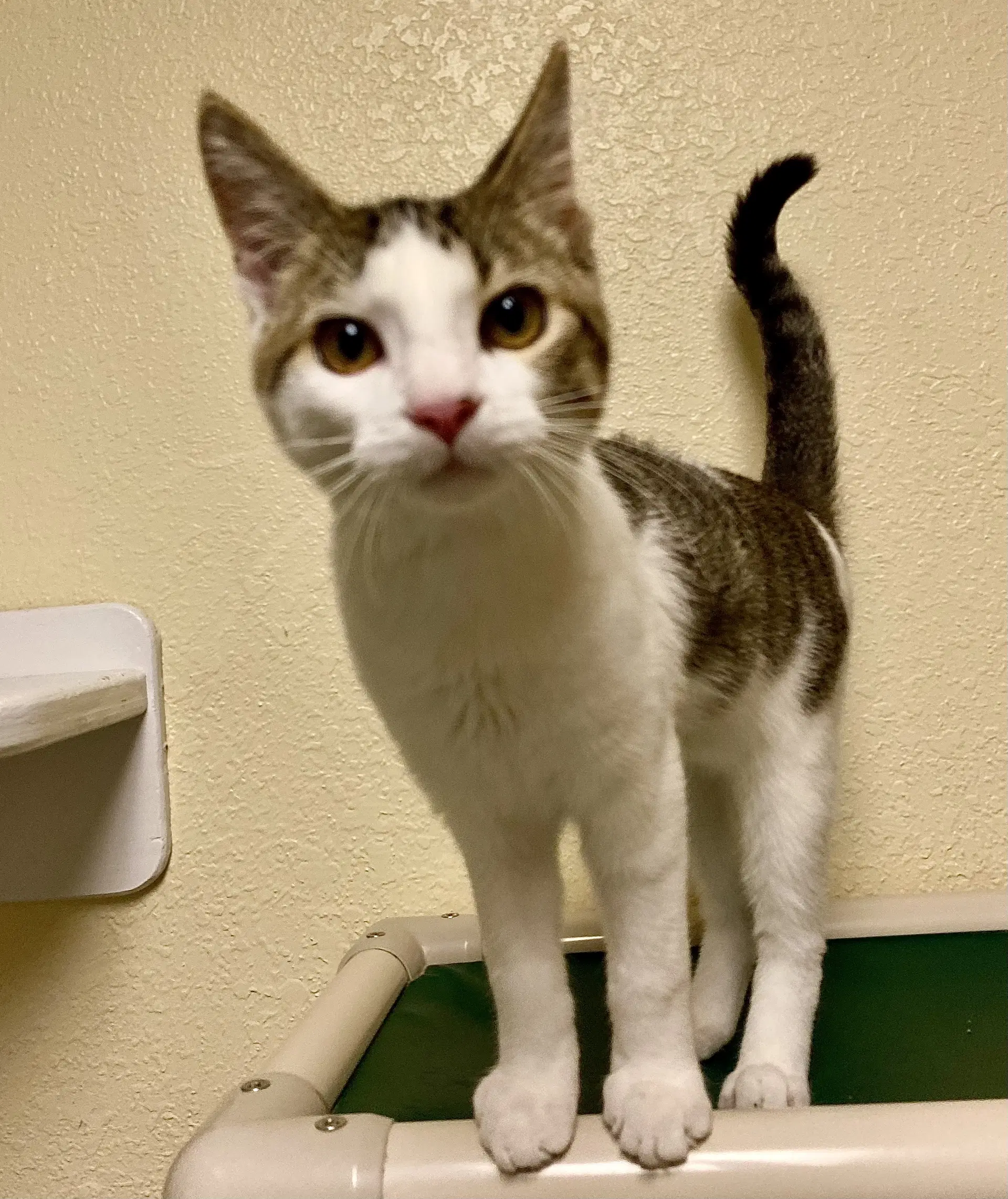 Bombshell - Domestic Short Hair