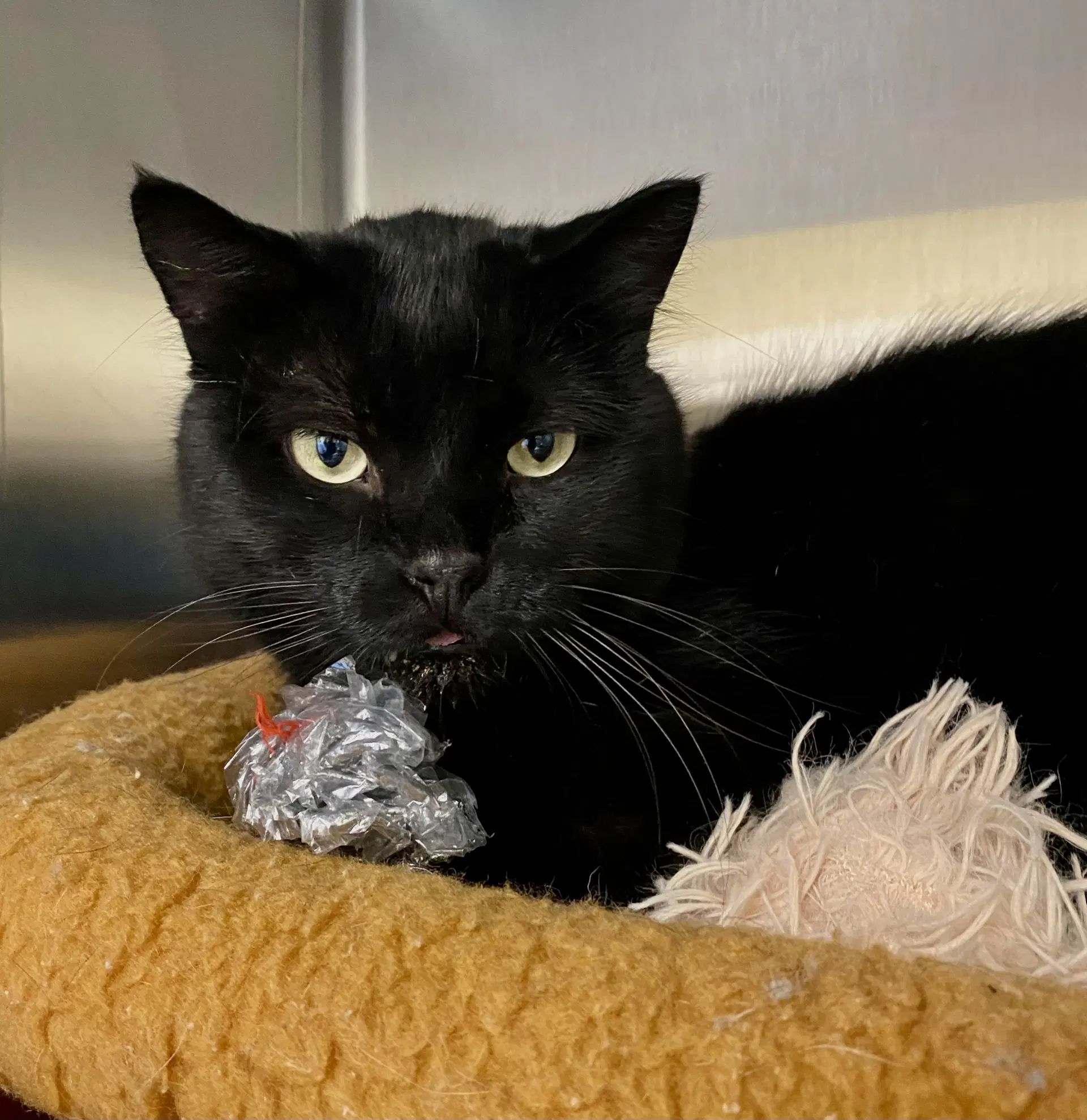 Vaughn - Domestic Short Hair