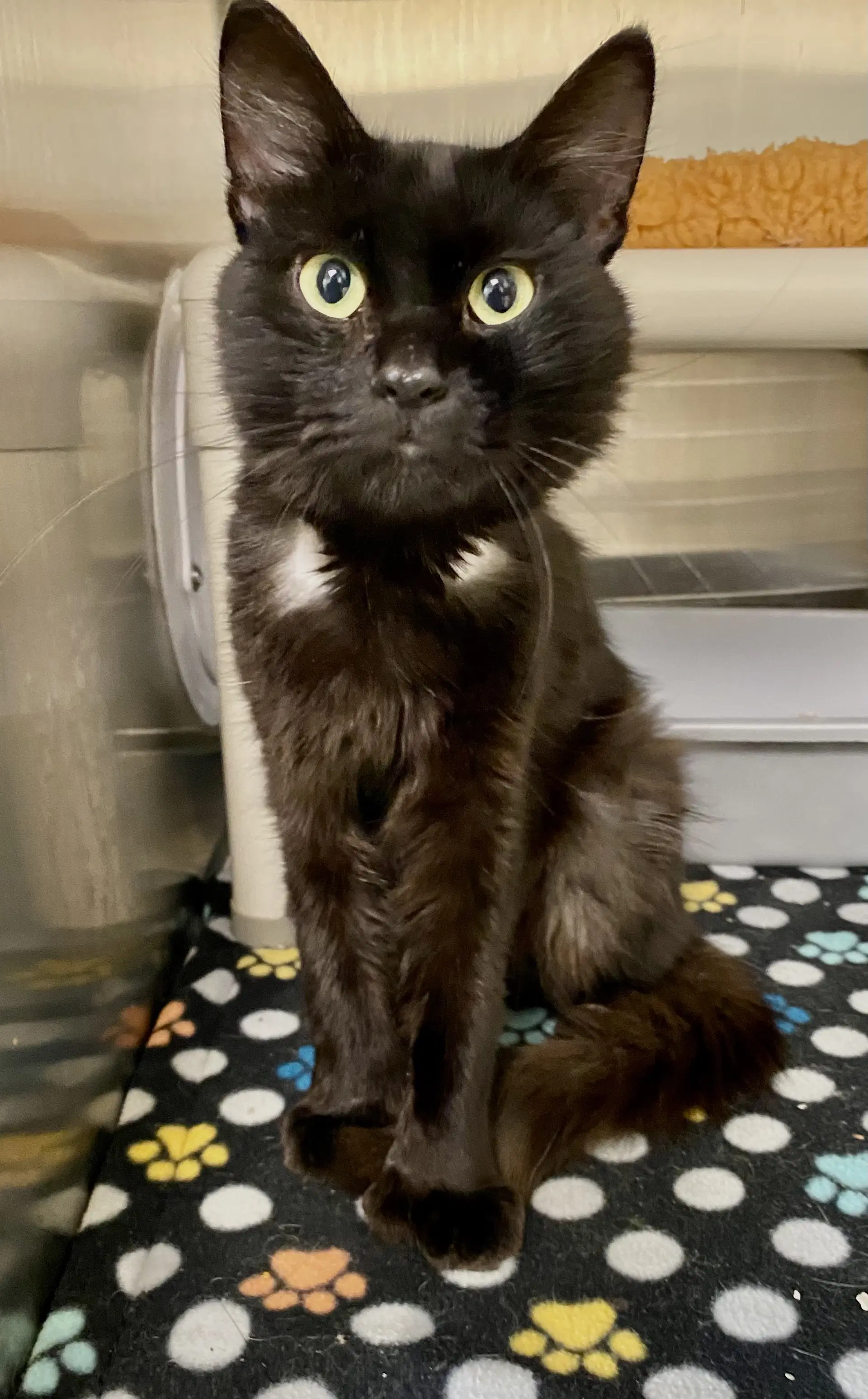 Dave - Domestic Short Hair