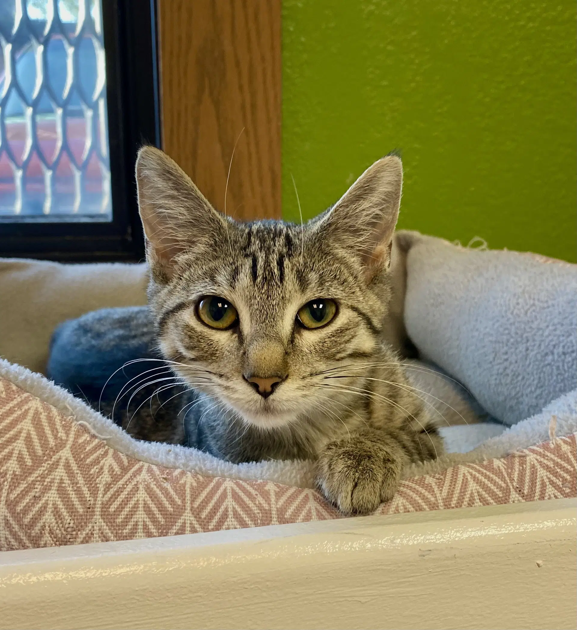 Trishelle - Domestic Short Hair