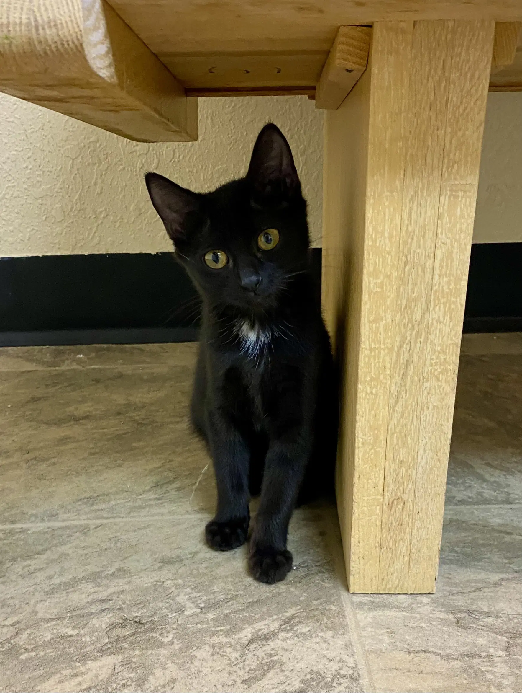 Derrick - Domestic Short Hair