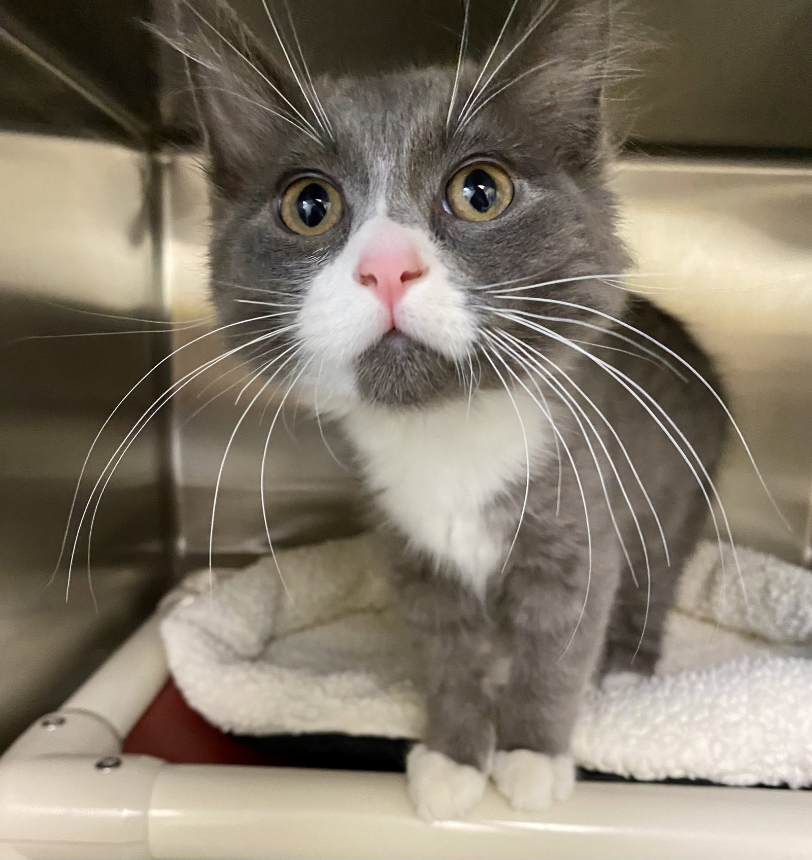 Cassian, Domestic Medium Hair