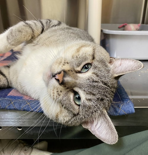 Yosemite Sam, a cat for adoption from Cats Cradle Shelter Inc.